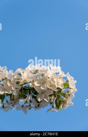 Apple Blossoms Banque D'Images