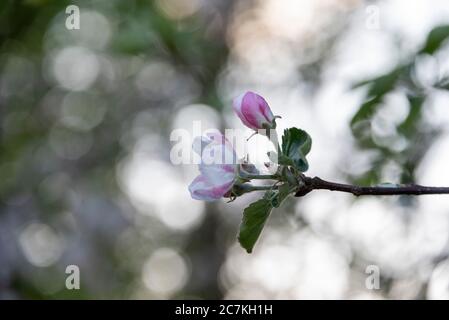 Apple Blossoms Banque D'Images