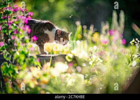 curieux chat debout sur un pont en bois d'un petit étang en plein air dans le jardin, par une journée ensoleillée avec des plantes à fleurs Banque D'Images