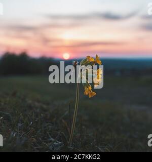 Coucher de soleil, couperet, primula veris, primrose, primulacées, swabian alb, bade-wurtemberg, allemagne, europe Banque D'Images