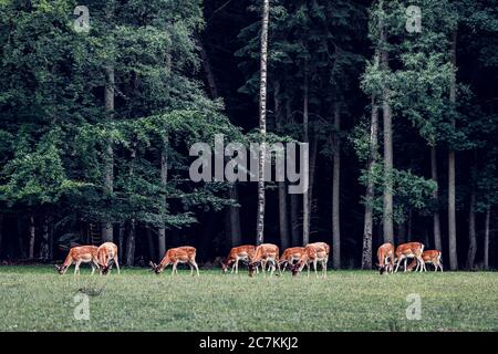 groupe de cerfs rouges paissant sur une verrière forestière, parc public allemand de la faune, des couleurs sombres et des forêts de feuillus avec des bouleaux Banque D'Images