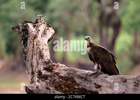 Vautour assis sur une branche. Photo prise à Luangwa Sud, Zambie. Banque D'Images