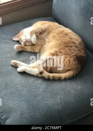 Image verticale d'un chat de gingembre dormant sur un gris canapé sous les lumières Banque D'Images