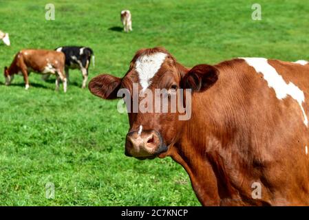Vache sans cornes Banque D'Images