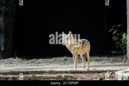 Les jachacals sont des mammifères omnivores de taille moyenne du genre Canis. Banque D'Images