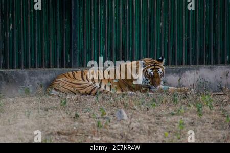 Le tigre est la plus grande espèce de chat existante et un membre du genre Panthera. Banque D'Images