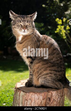chat tabby assis sur la souche d'arbre avec les oreilles repliées vers l'arrière Banque D'Images