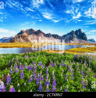 Belle journée ensoleillée et fleurs lupin sur le cap Stokknès en Islande. Lieu: Cap Stokknes, Vestrahorn (mont Batman), Islande, Europe. Banque D'Images