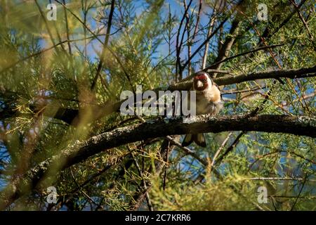 Européen Goldfinch Carduelis carduelis perchée sur la branche d'arbre O Seixo Galice Espagne Banque D'Images