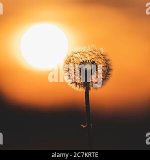 Pissenlit, Taraxacum erythrospermum, graines, coucher de soleil, Jura souabe, Bade-Wurtemberg, Allemagne, Europe Banque D'Images