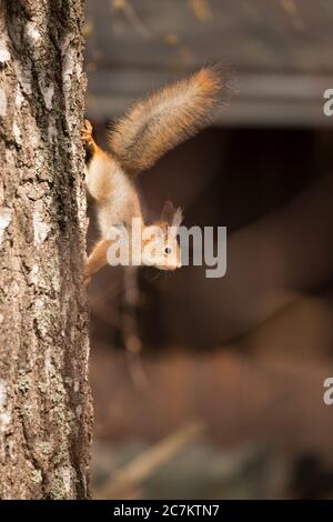 Jeune écureuil roux (Sciurus vulgaris), tronc d'arbre à bouleau, Springtime, Finlande Banque D'Images