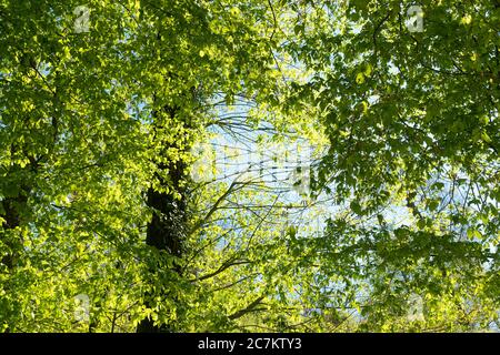 Berlin, Wannsee, Havel-Uferweg au printemps, feuilles de hêtre baignées de soleil Banque D'Images