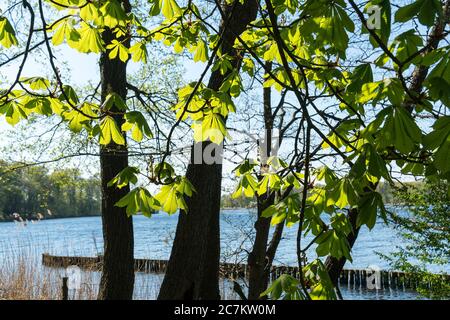 Berlin, Wannsee, chemin au bord de la rivière, zone de protection des berges, feuilles de châtaignier Banque D'Images