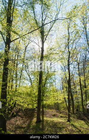 Berlin, Wannsee, Havel-Uferweg au printemps, rive haute dans le dos léger, forêt de hêtres Banque D'Images