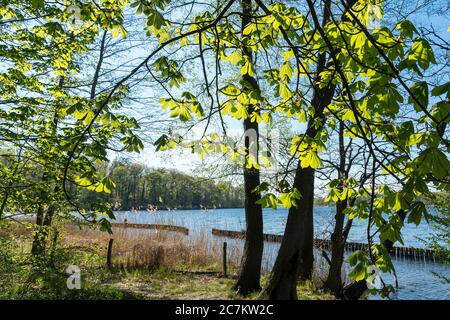 Berlin, Wannsee, chemin au bord de la rivière, zone de protection des berges, roseaux et châtaigniers Banque D'Images