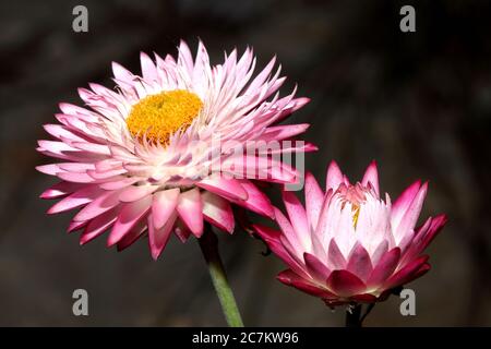 Helichysum est une fleur vivace commune parfois appelée photo de stock éternelle Banque D'Images