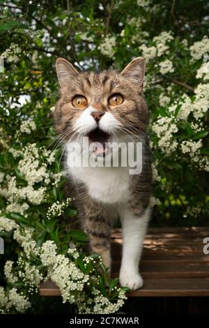 chat blanc de tabby affamé avec bouche ouverte debout sur une table en bois dans le jardin en attendant des friandises Banque D'Images