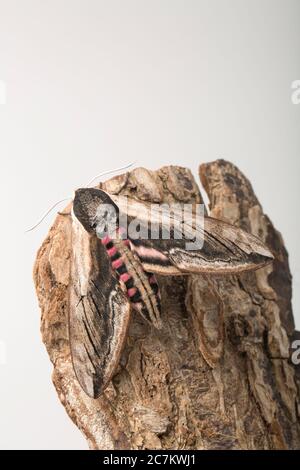 Un timoth de l'éperon Privet adulte, Sphinx ligustri, qui s'est retrouvé sur un poteau de lampe dans une rue urbaine. Photographié dans un studio sur l'écorce des arbres avant le rel Banque D'Images