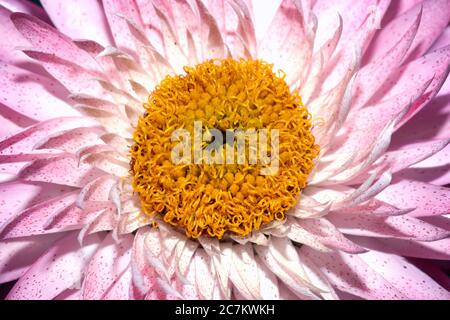 Helichysum (rose) est une fleur vivace commune parfois appelée photo de stock éternelle Banque D'Images