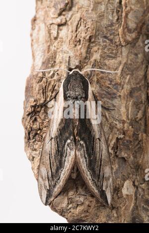 Un timoth de l'éperon Privet adulte, Sphinx ligustri, qui s'est retrouvé sur un poteau de lampe dans une rue urbaine. Photographié dans un studio sur l'écorce des arbres avant le rel Banque D'Images