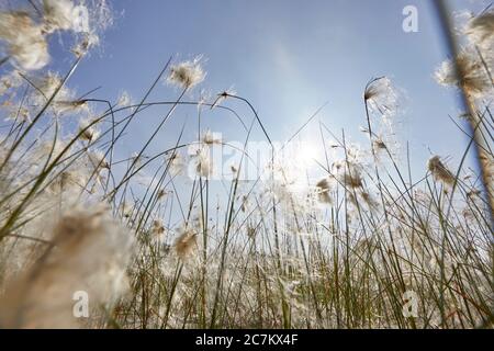 Herbe de coton, fleur, infroctescence Banque D'Images