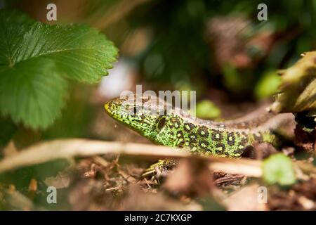 Sable lizard, Lacerta agilis, homme Banque D'Images