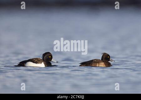 Canard touffeté, Aythya fuligula, paire Banque D'Images