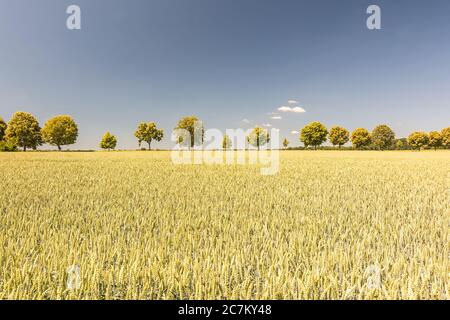 Allée d'arbres et large champ de blé par une journée ensoleillée en été Banque D'Images