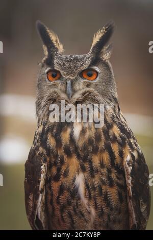 Gros plan d'un hibou eurasien de l'aigle regardant le appareil photo à l'extérieur par temps nuageux Banque D'Images