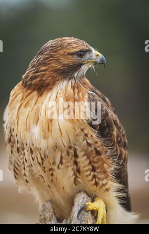 Gros plan du Red Tail Hawk debout sur un morceau de bois à l'extérieur Banque D'Images