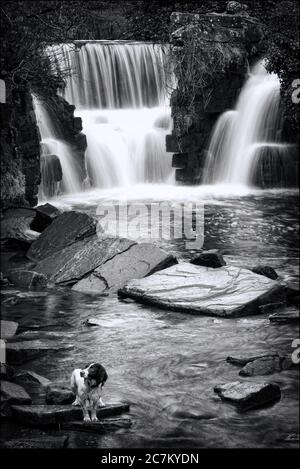 Penllergae Valley Woods Waterfall près de Swansea au pays de Galles, Royaume-Uni une destination touristique populaire image monochrome noir et blanc Banque D'Images