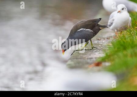 Moorhen, Moorhen, Gallinula chloropus Banque D'Images