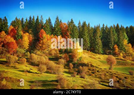 Arbres colorés sur une colline. Paysage automnal. Forêt en automne Banque D'Images