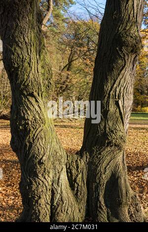Berlin, Wannsee, Pfaueninsel en automne, écorce d'arbre Banque D'Images