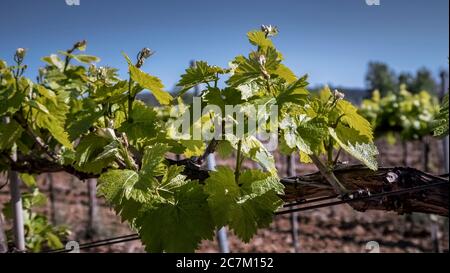 Ecracher des feuilles au printemps sur une vigne près de Coursan Banque D'Images