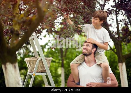 Garçon souriant assis sur les épaules de son père et cueillant des cerises dans le jardin. Banque D'Images