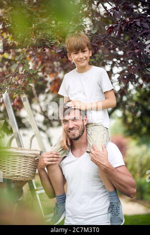 Fils souriants assis sur les épaules de son père et cueillant des cerises dans le jardin. Banque D'Images