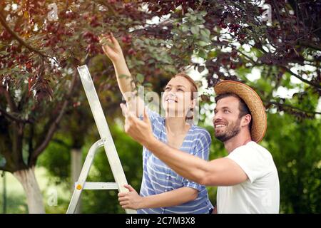 L'homme et les femmes cueillies cerises.sourire jeune couple choisit une cerise dans un arbre dans le jardin de cerises. Banque D'Images