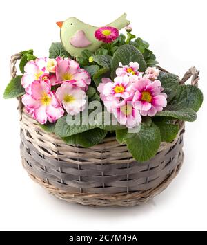 Belles fleurs de printemps dans un bol de plantation isolé contre blanc Banque D'Images