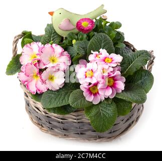 Fleurs de printemps et petit oiseau dans le bol de plantation isolé contre blanc Banque D'Images