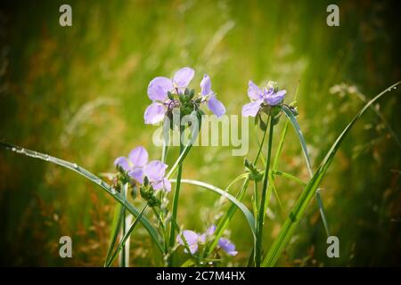 Cliché sélectif des araignées fleurs sauvages de l'Enmotte qui poussent sur le Prairies du Missouri Banque D'Images