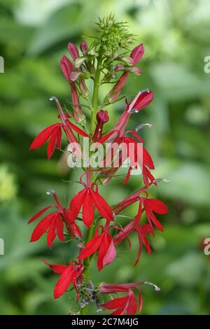 Cliché de mise au point sélective verticale d'une fleur rouge Cardinal en croissance Dans les bois du Missouri Banque D'Images