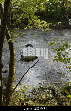 Plan vertical d'un flux à ressort transparent dans le Missouri Ozarks en été Banque D'Images