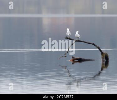 Gros plan de deux goélands blancs debout sur une pièce de bois dans l'eau avec un arrière-plan flou Banque D'Images
