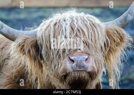 Gros plan de la tête d'un yak déchiqueuse avec un arrière-plan flou Banque D'Images