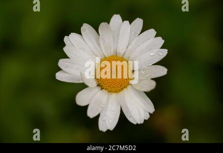 Gros plan d'une fleur blanche Banque D'Images