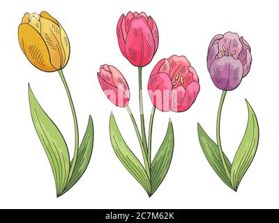 Tulipe fleur graphique couleur isolée esquisse illustration vecteur Illustration de Vecteur