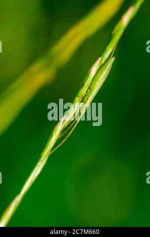 Gros plan d'un insecte de l'herbe sur l'herbe Banque D'Images