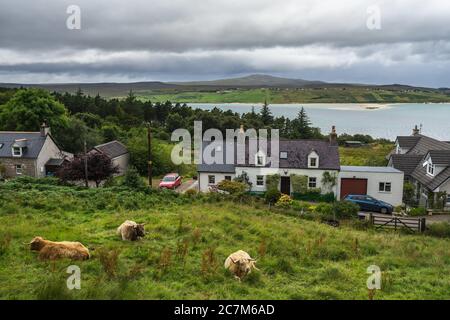 Image de vaches de haute montagne près d'un village sur les rives de Kyle de langue, au nord-ouest de l'Écosse Banque D'Images