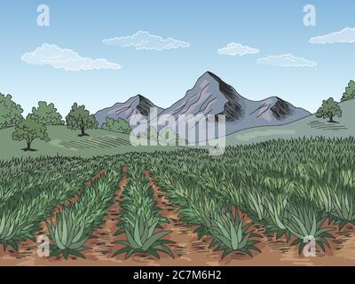 Agave champ plantation graphique couleur paysage dessin vecteur d'illustration Illustration de Vecteur